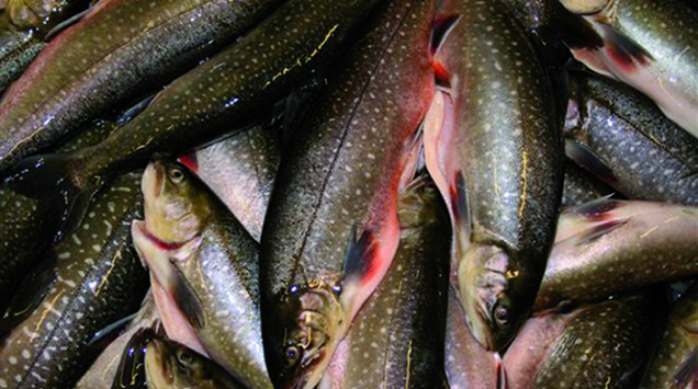 A shoal of Arctic Char