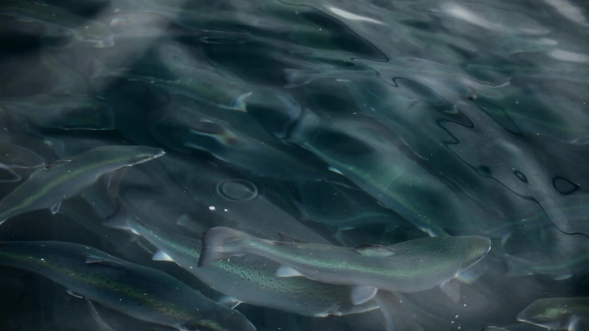 A shoal of Arctic Char